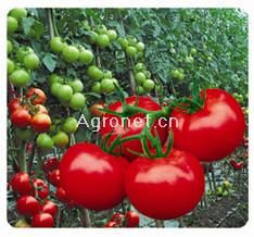 金石王子198石头番茄——番茄种子