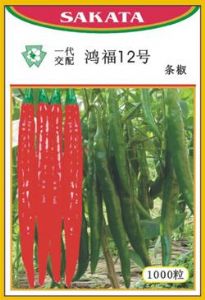 供应鸿福12号条椒—辣椒类种子