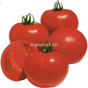 鲜冠王蕃茄—番茄种子