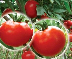 供应巴顿番茄—番茄种子