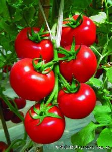 供应有机蔬菜-番茄