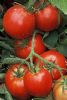 供应抗TY进口传奇—番茄种子