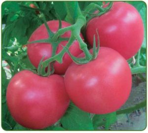 供应美国圣尼斯欧贝—番茄种子