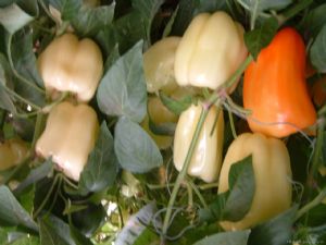供应五彩椒—甜椒种子