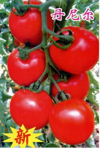 供应丹尼尔—番茄种子