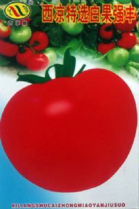 供应西凉特选白果强丰—番茄种子