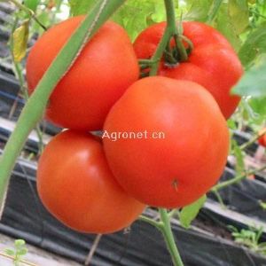 供应浙杂809-番茄种子