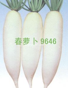 供应春萝卜9646-萝卜种子