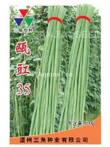 供应瓯豇35—豇豆种子