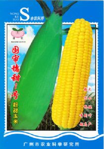 供应国审穗甜1号—玉米种子