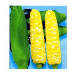供应广甜2号超甜玉米—玉米种子