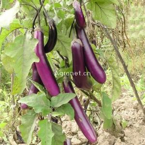 供应紫荣3号茄子—茄子种子