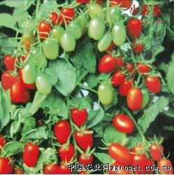 供应红女—小番茄种子