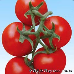 供应NL189—番茄种子