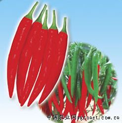 供应超级红丰404—辣椒种子