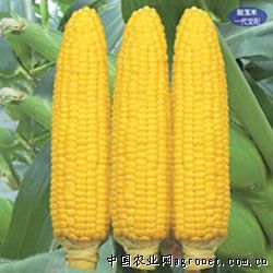 供应国珍—玉米种子