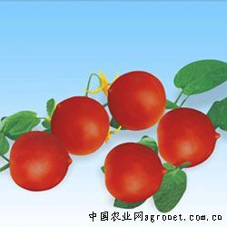 供应仙桃—小番茄种子