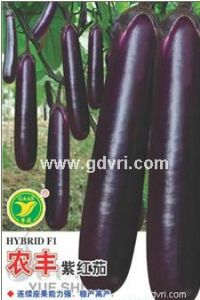 供应农丰紫红茄－茄子种子