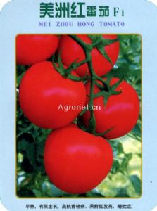 美洲红番茄—番茄种子