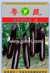 供应粤胜紫长茄－茄子种子