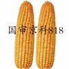 供应国审京科818-玉米种子