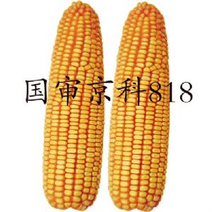 供应国审京科818-玉米种子