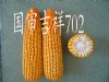 供应国审吉祥702-玉米种子