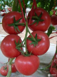 供应威尔士—番茄种子