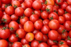 供应圣女果番茄
