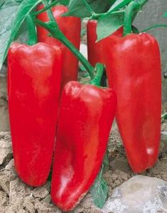 供应世纪红红椒—辣椒种子