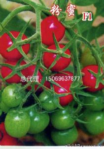 供应粉蜜F1（粉果）—番茄种子