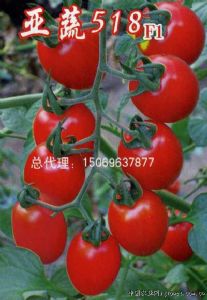 供应亚蔬518F1—番茄种子