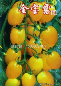 供应金宝露F1—番茄种子