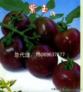 供应紫玉—番茄种子