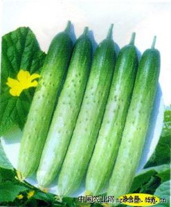 供应绿龙—黄瓜种子