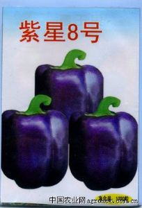 供应紫星8号—甜椒种子