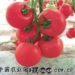 供应中研CCF1-番茄种子