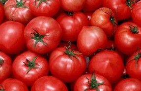 供应番茄