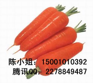 供应新黑田红参-胡萝卜种子