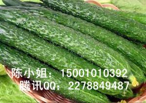 供应韩国进口黄瓜种子