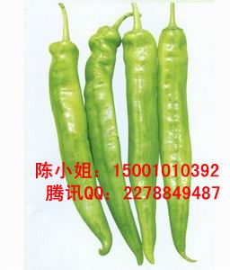 供应韩国牛角椒种子