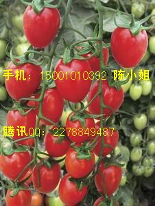 供应小番茄种子圣女果种子