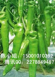 供应韩国辣椒种子