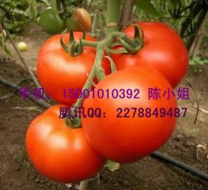 供应瑞冠-番茄种子,荷兰大粉番茄种子
