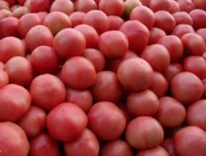 供应高粉西红柿
