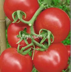 供应金洋大飓星—番茄种子