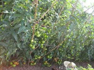 供应迪莱拉番茄—番茄种子