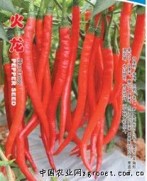供应火龙——辣椒品种