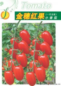 供应金穗红果——番茄品种