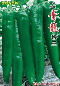 供应青龙椒王—辣椒种子